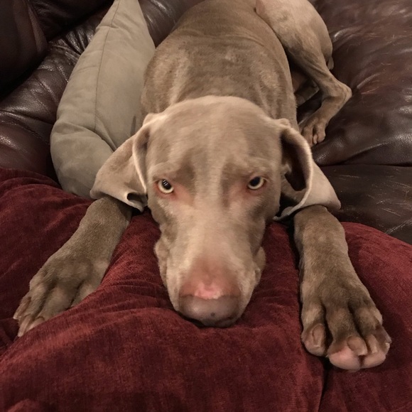 Meet your Posher, Joy - Picture 5 of 8